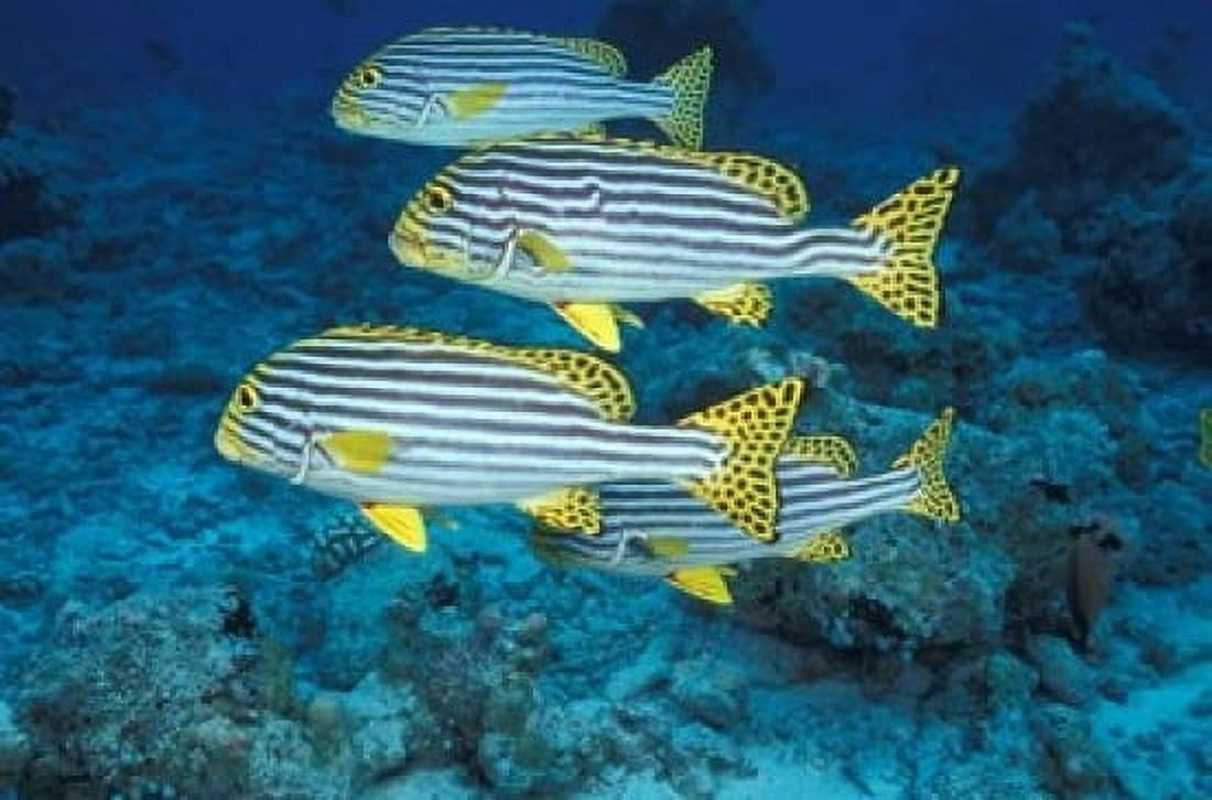 Maldives Oriental sweetlips Canvas Art - Stuart Westmorland DanitaDelimont (36 x 24)