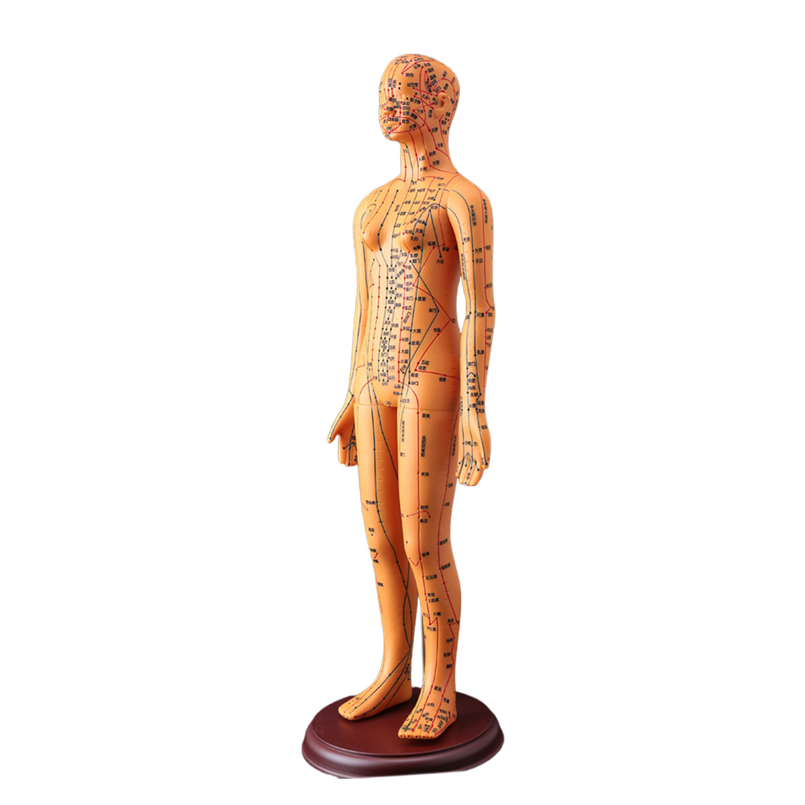 Male Acupoint Model with Chinese Points Female Acupoint Model with ...