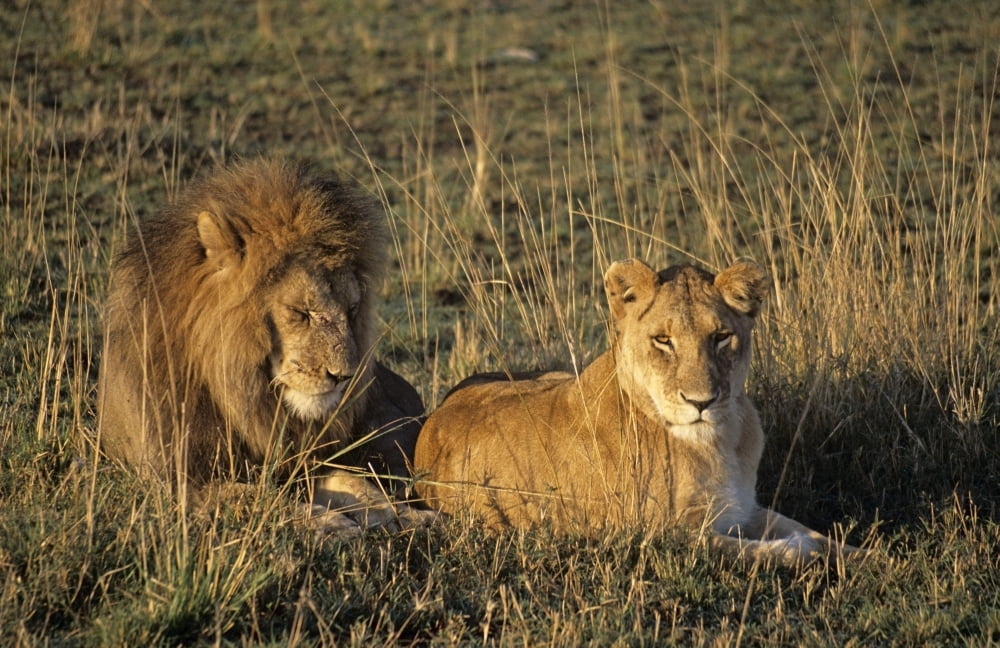 Male And Female Lion In Grass Masai Mara Game Reserve Kenya Canvas Art - Lizzie Shepherd Design Pics (34 x 22)