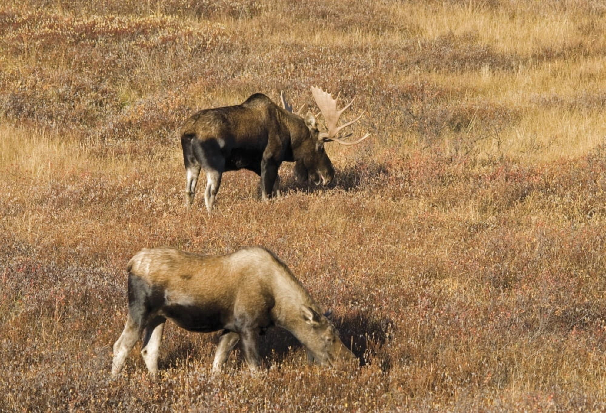 Male And Female Moose (Alces Alces) In Autumn Morning Light Alberta Canada Canvas Art - Philippe Widling Design Pics (36 x 24)