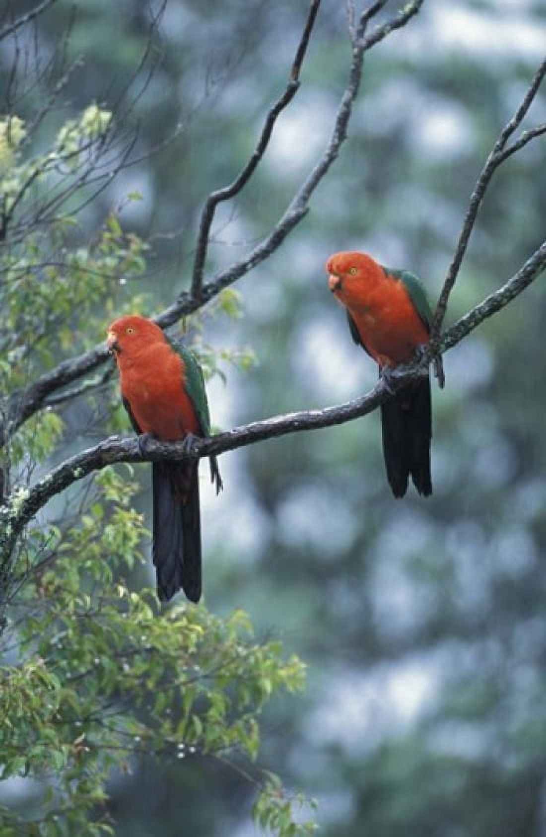 Male Australian King Parrots Queensland Australia Canvas Art - Howie Garber DanitaDelimont (18 x 27)