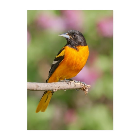 Male Baltimore Oriole arriving in Minnesota in the spring - Photography Bird Wildlife Nature Animal Botanical Scenic Woodland Unframed Wall Art Print 12 x 16 inches