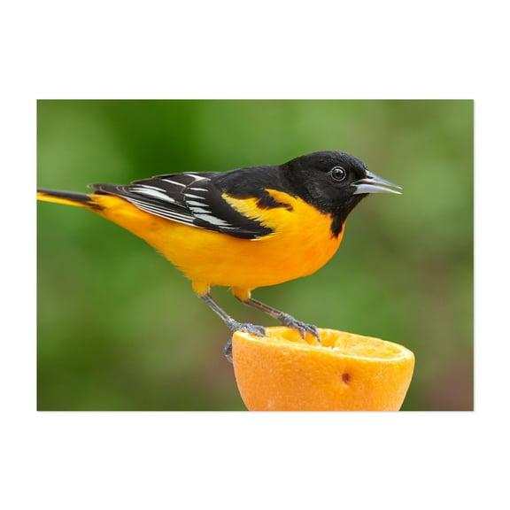 Male Baltimore Oriole perched on an orange - Photography Bird Wildlife Nature Animal Tropical Fruit Garden Unframed Wall Art Print 4 x 6 inches