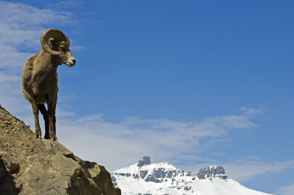 Male Bighorn Sheep On A Mountainside Jasper National Park Alberta Canvas Art - Mike Grandmaison Design Pics (36 x 24)
