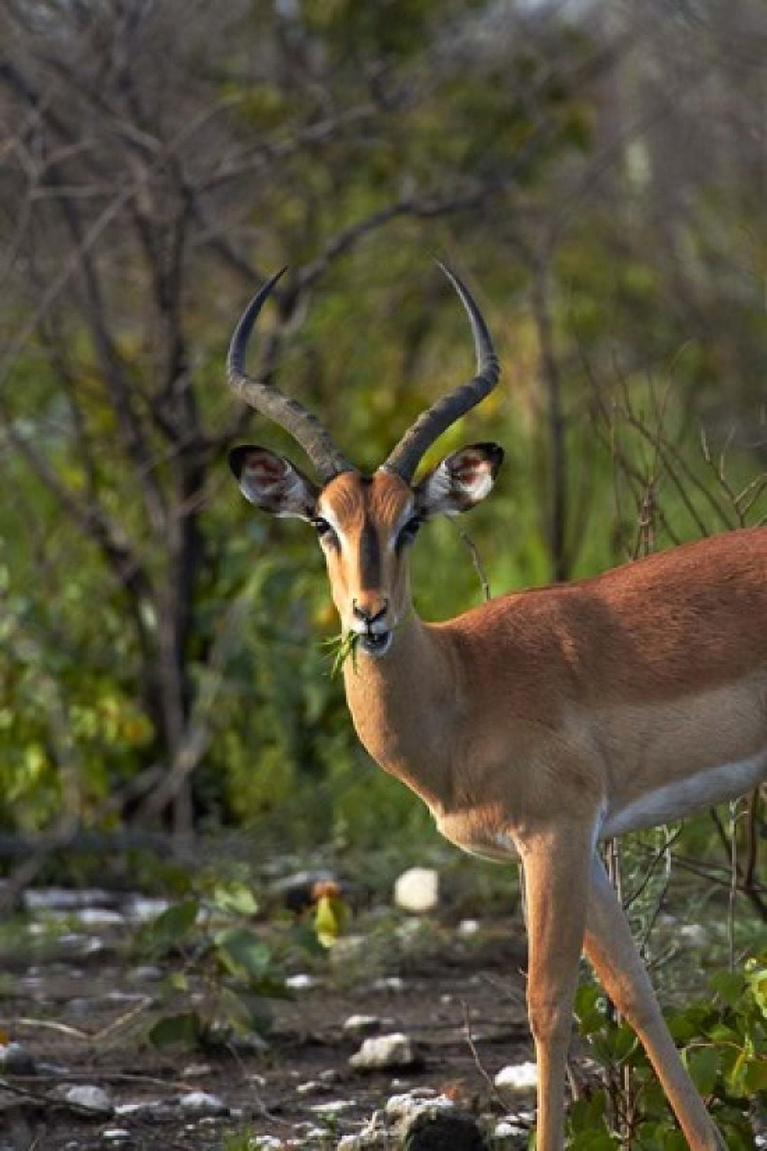 Male Black-faced impala Etosha National Park Namibia Canvas Art - David Wall DanitaDelimont (24 x 35)