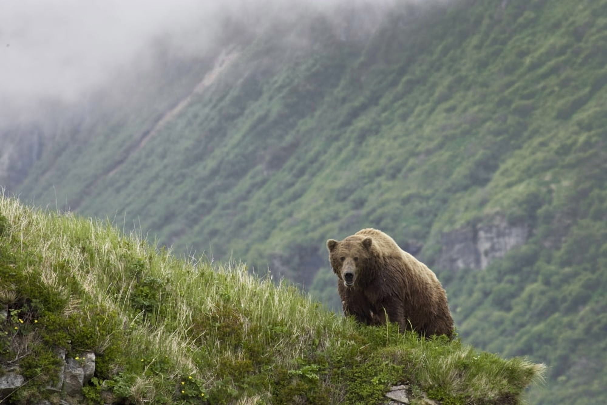 A Male Brown Bear Stands On A Grassy Ridge On An Island In Amalik Bay Near Geographic Harbor On The Katmai Coast In Alaska Canvas Art - John Delapp Design Pics (17 x 11)