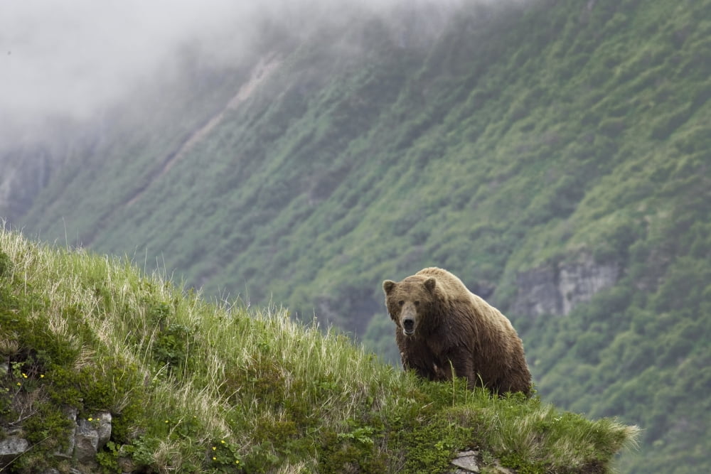 A Male Brown Bear Stands On A Grassy Ridge On An Island In Amalik Bay Near Geographic Harbor On The Katmai Coast In Alaska Canvas Art - John Delapp Design Pics (34 x 22)