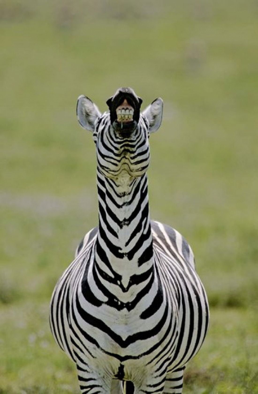 Male Burchells Zebra Exhibits Flehmen Display to Sense Females Kenya Canvas Art - Jaynes Gallery DanitaDelimont (16 x 25)
