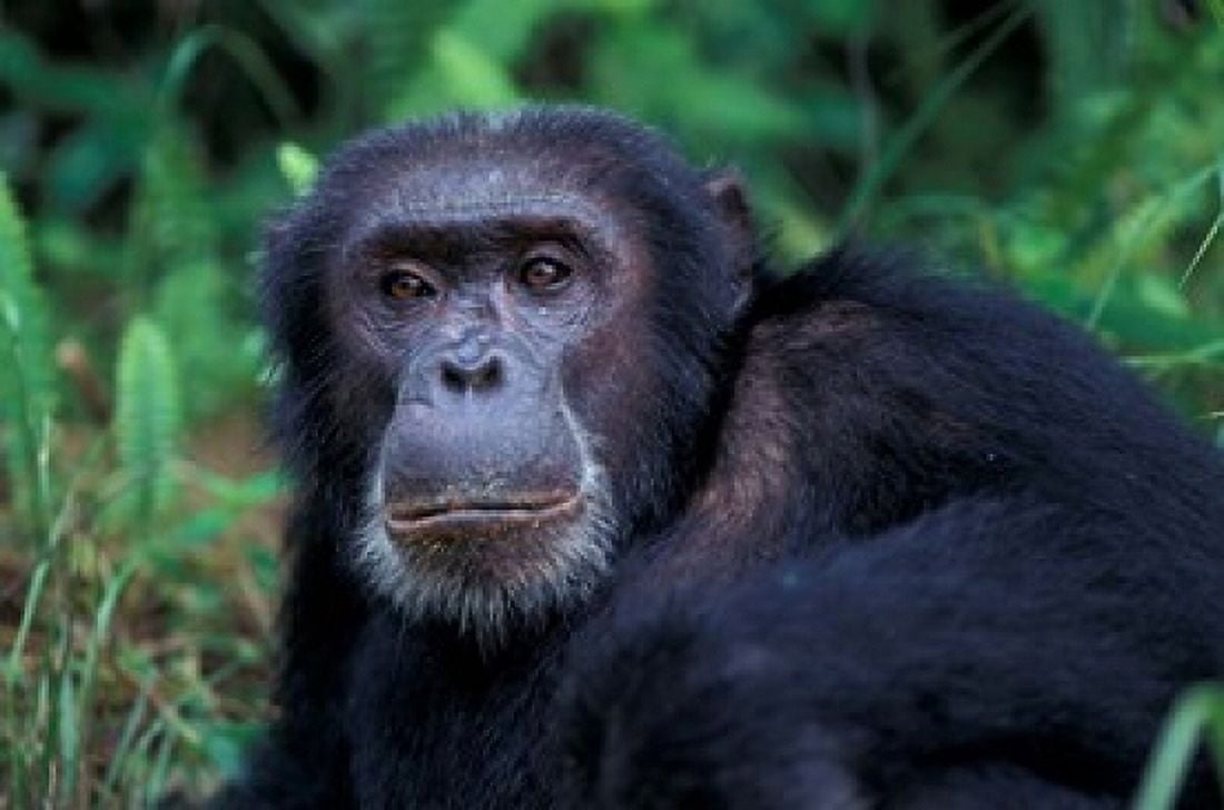 Male Chimpanzee Relaxing Gombe National Park Tanzania Canvas Art - Kristin Mosher DanitaDelimont (18 x 12)