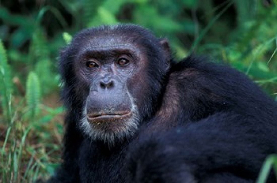 Male Chimpanzee Relaxing Gombe National Park Tanzania Canvas Art - Kristin Mosher DanitaDelimont (36 x 24)