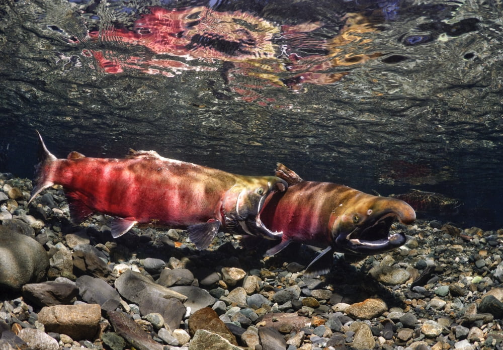 Male Coho Aggressively Compete For Females In Power Creek Copper River Delta Near Cordova And Prince William Sound Southcentral Alaska Canvas Art - Thomas Kline Design Pics (34 x 22)