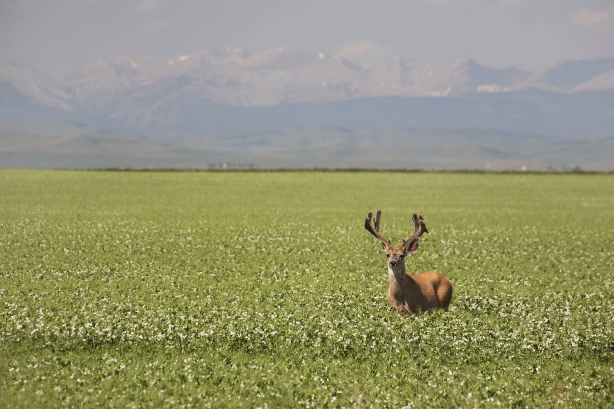 Male Deer With Antlers In A Flowering Pea Field With Mountains And Foothills In The Background Alberta Canada Canvas Art - Michael Interisano Design Pics (19 x 12)