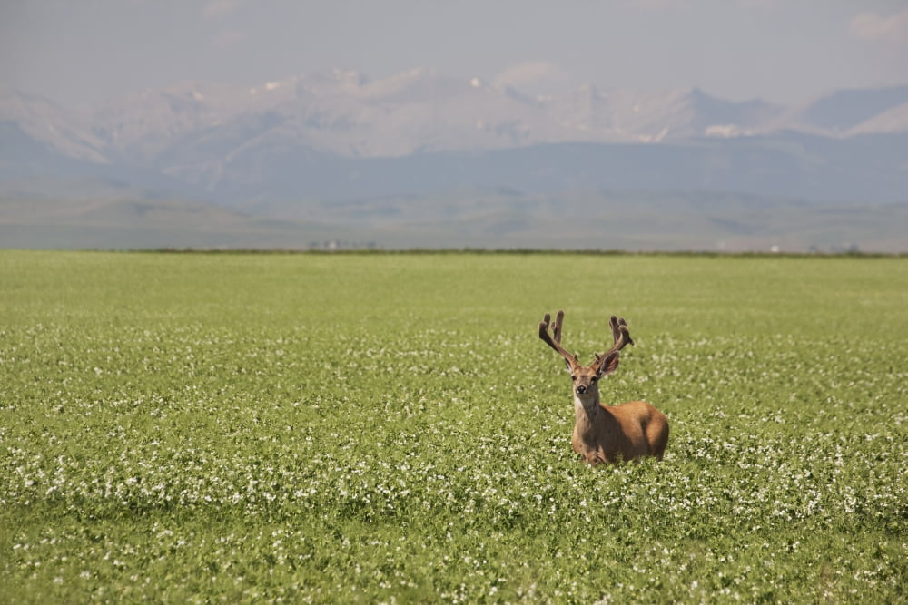 Male Deer With Antlers In A Flowering Pea Field With Mountains And Foothills In The Background Alberta Canada Canvas Art - Michael Interisano Design Pics (38 x 24)