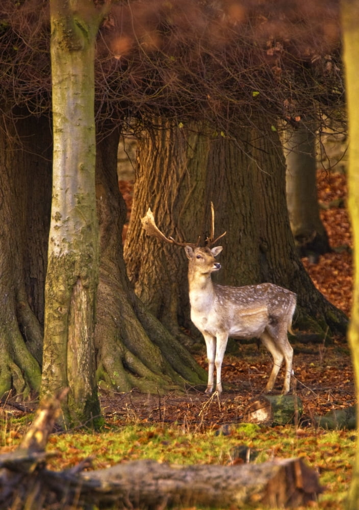 Male Deer In Forest Canvas Art - John Short Design Pics (12 x 17)