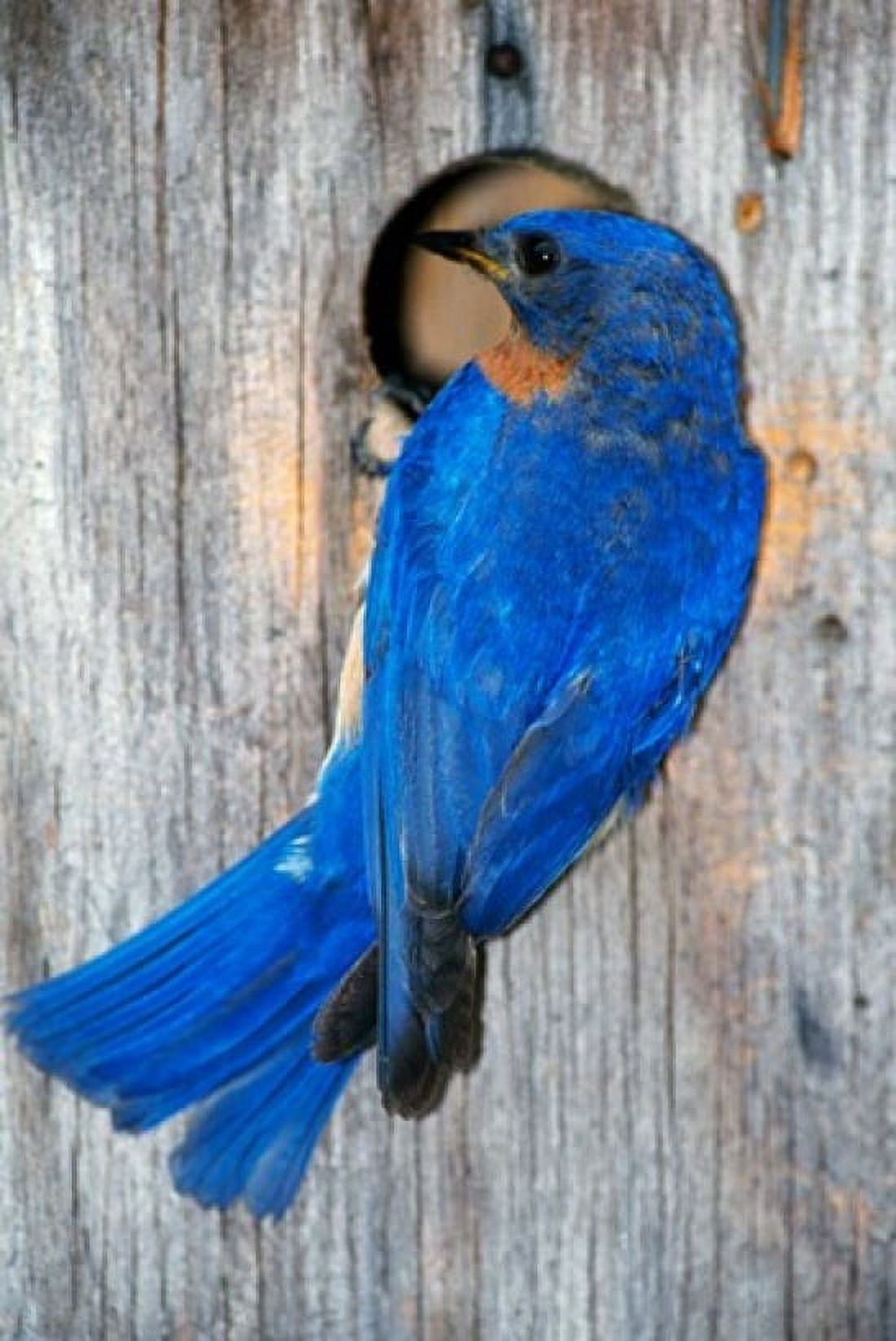 Male Eastern Bluebird Canvas Art - Panoramic Images (12 x 18)