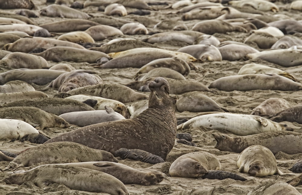 Male Elephant Seal Barking Amidst A Throng Of Female Elephant Seals At A Rookery Canvas Art - Robert Postma Design Pics (17 x 11)