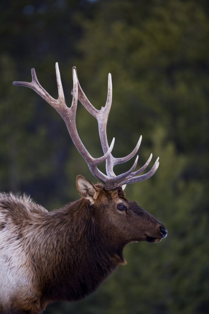Male Elk (Cervus Canadensis) Canvas Art - Richard Wear Design Pics (11 x 17)