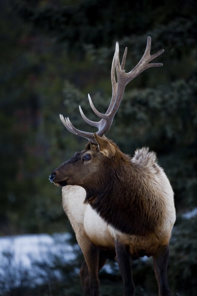 Male Elk (Cervus Canadensis) Canvas Art - Richard Wear Design Pics (22 x 34)
