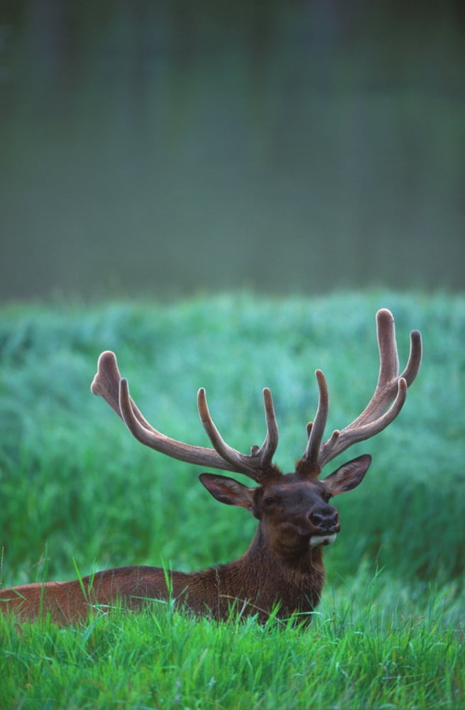 Male Elk With Felt On Antlers Canvas Art - Jason Witherspoon Design Pics (22 x 36)