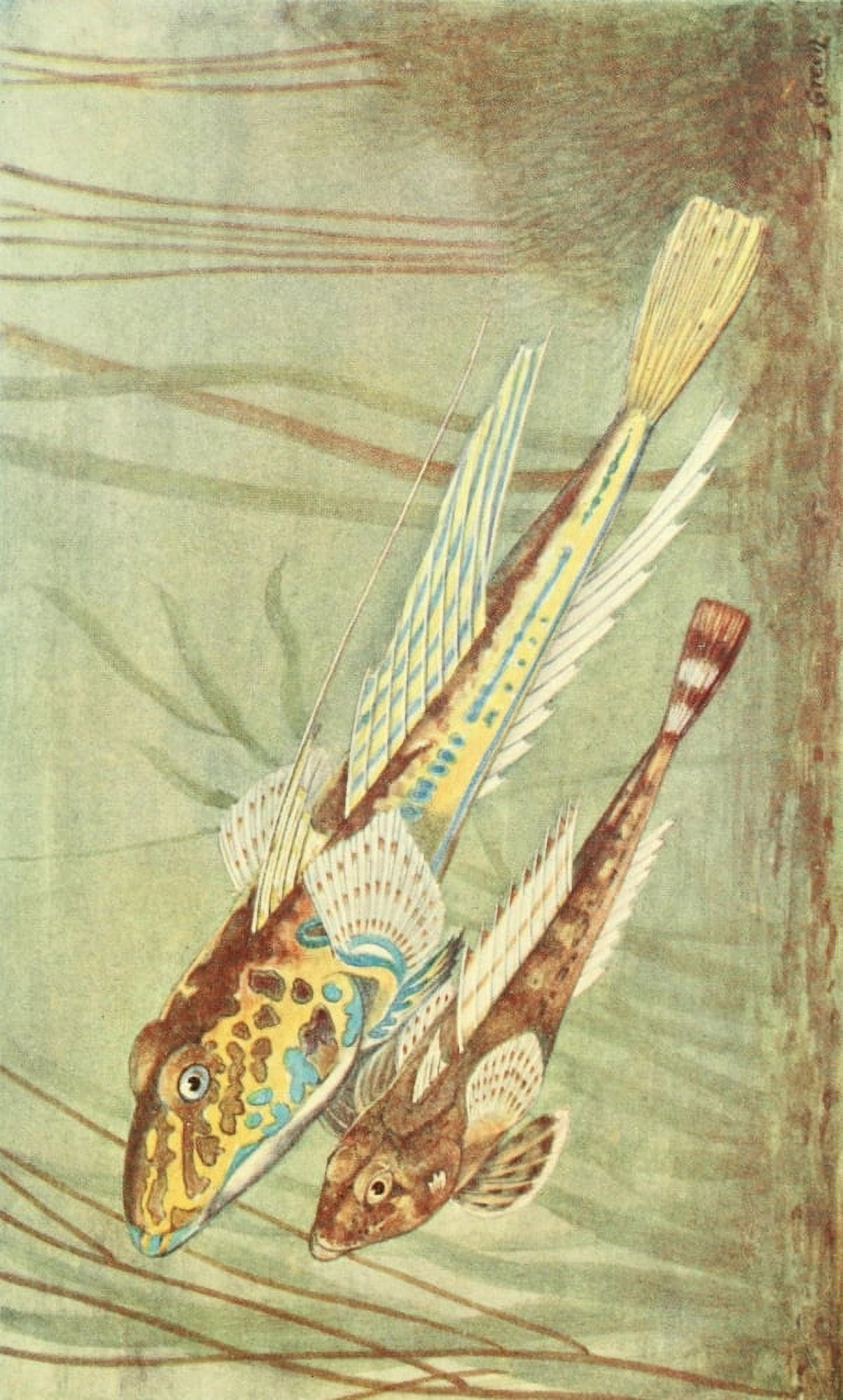 Male & Female Dragonet Canvas Art - James Green (18 x 24)