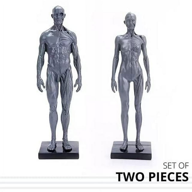 Male&Female Human Anatomy Figure Ecorche and Skin Model Lab Supplies
