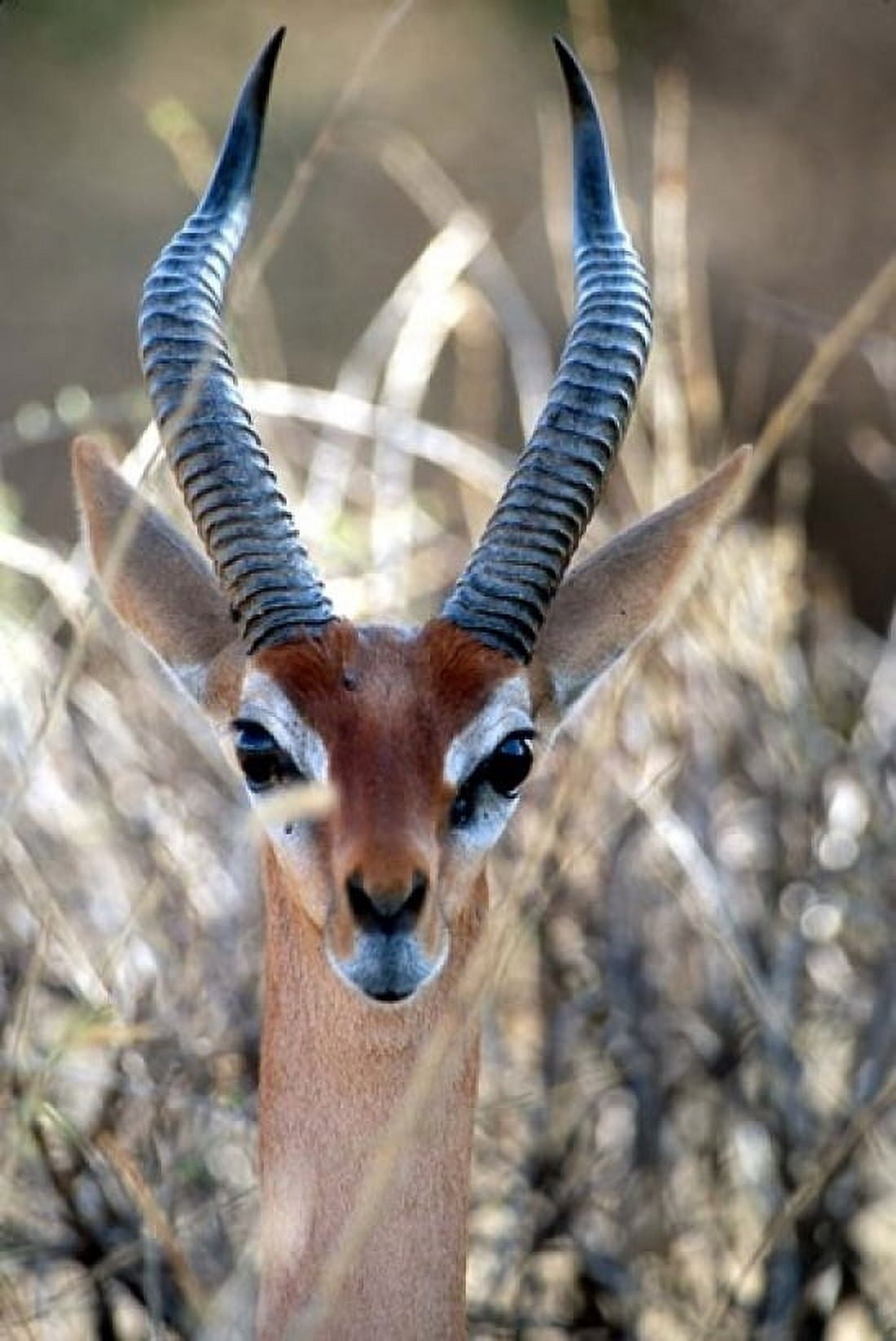 Male Gerenuki with Large Eyes and Curved Horns Kenya Canvas Art - William Sutton DanitaDelimont (12 x 17)