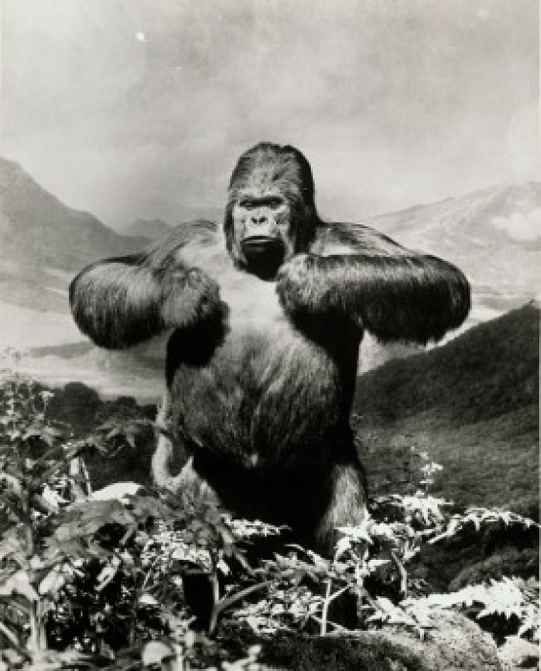 Male Gorilla American Museum of Natural History New York City USA Canvas Art - (18 x 24)