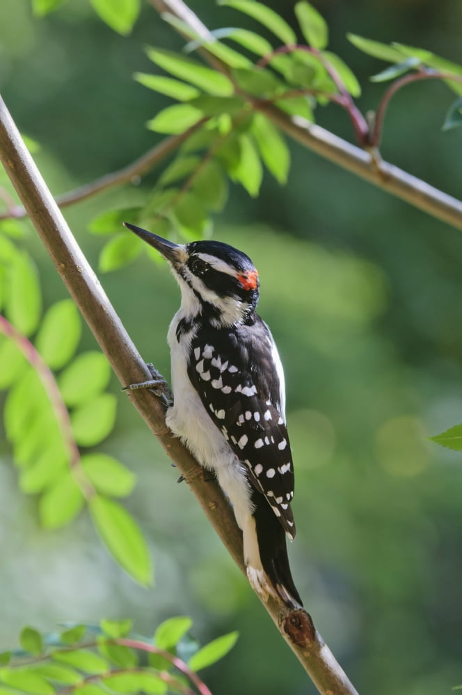Male Hairy Woodpecker (Picoides Villosus) Perched On Mountain Ash Tree Fairbanks Alaska Summer Canvas Art - Kenneth Whitten Design Pics (12 x 19)