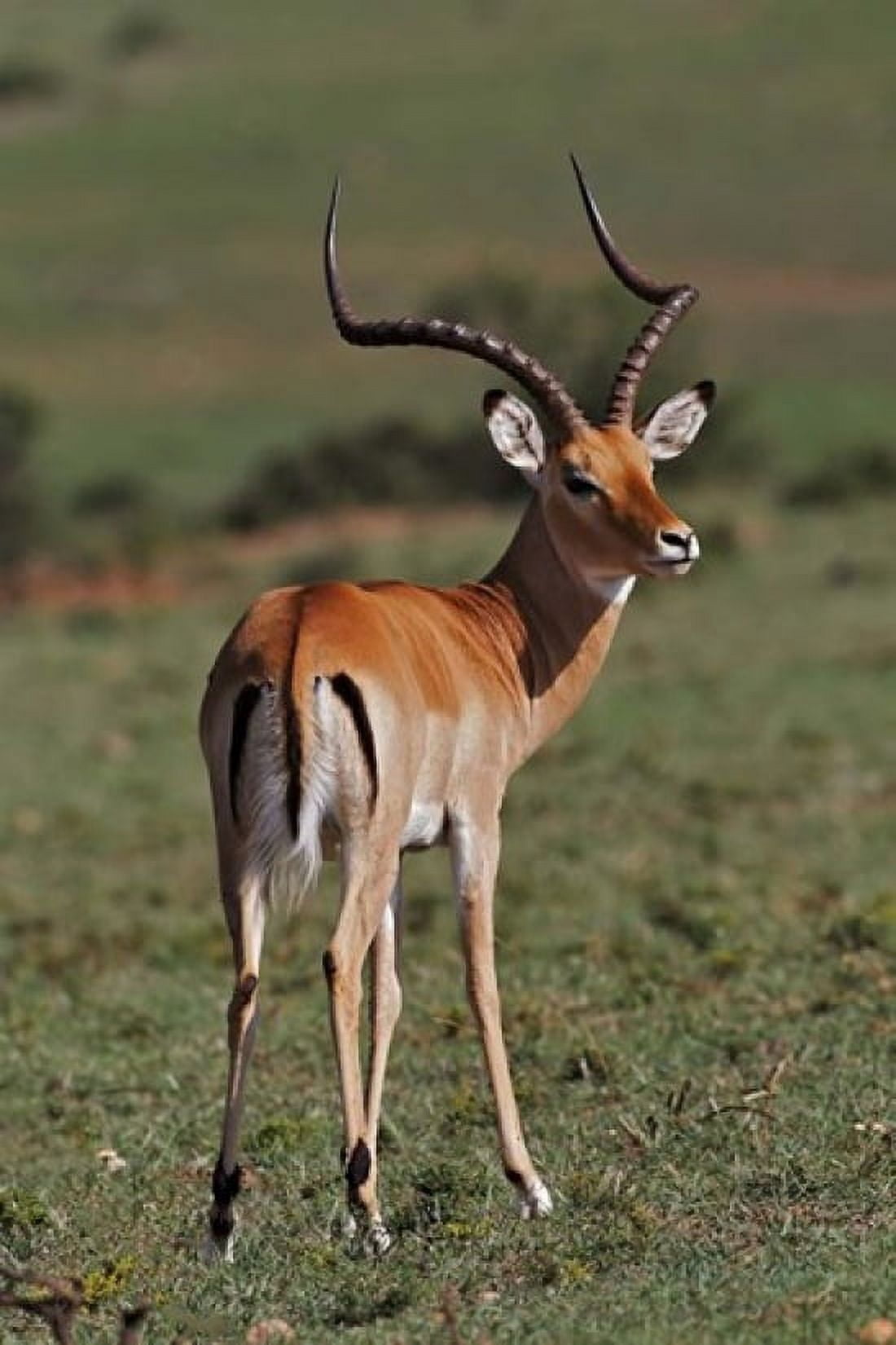 Male Impala Antelope Maasai Mara Kenya Canvas Art - Adam Jones DanitaDelimont (23 x 35)