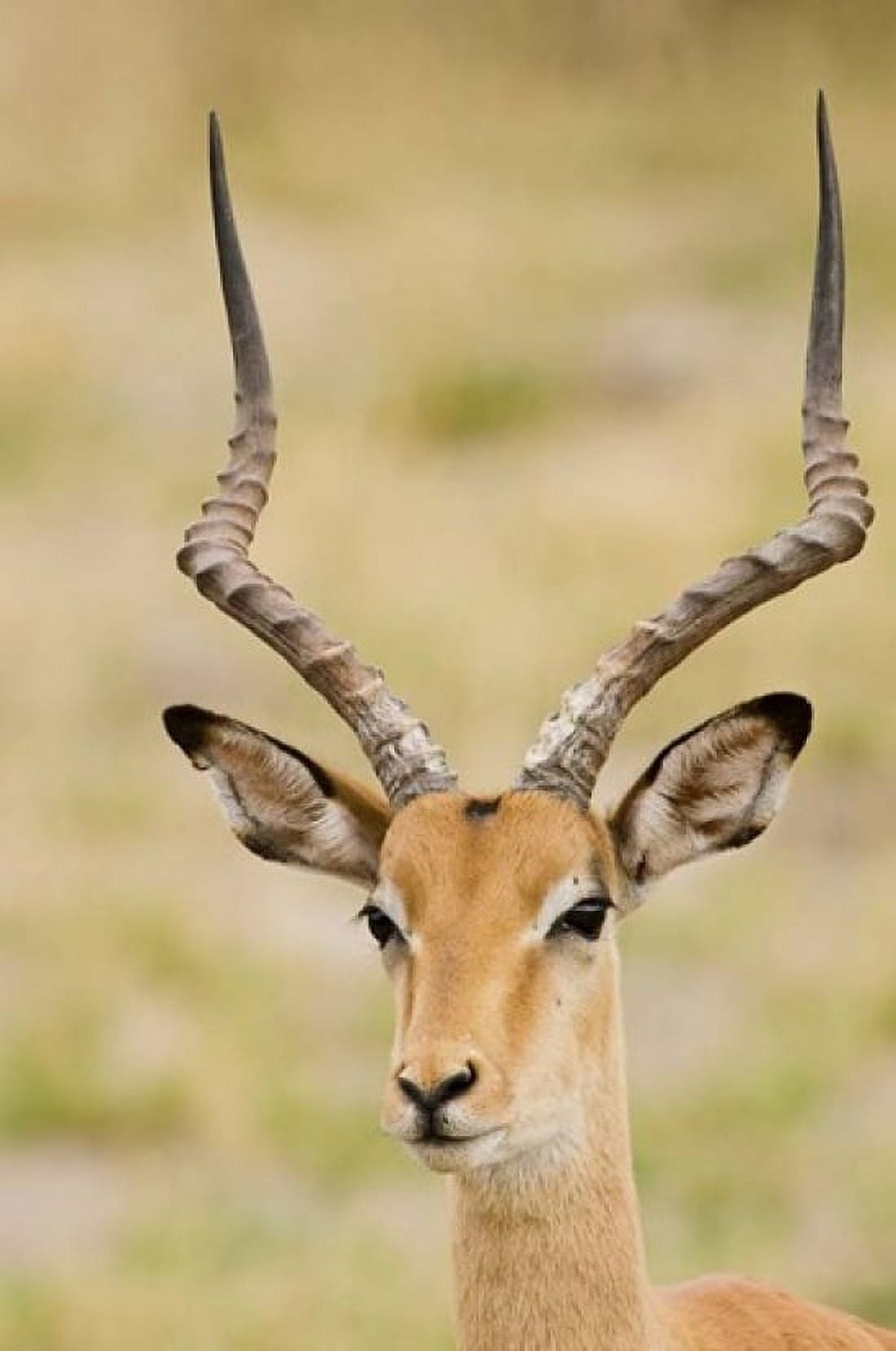 Male Impala Botswana Canvas Art - Jan & Stoney Edwards DanitaDelimont (11 x 16)