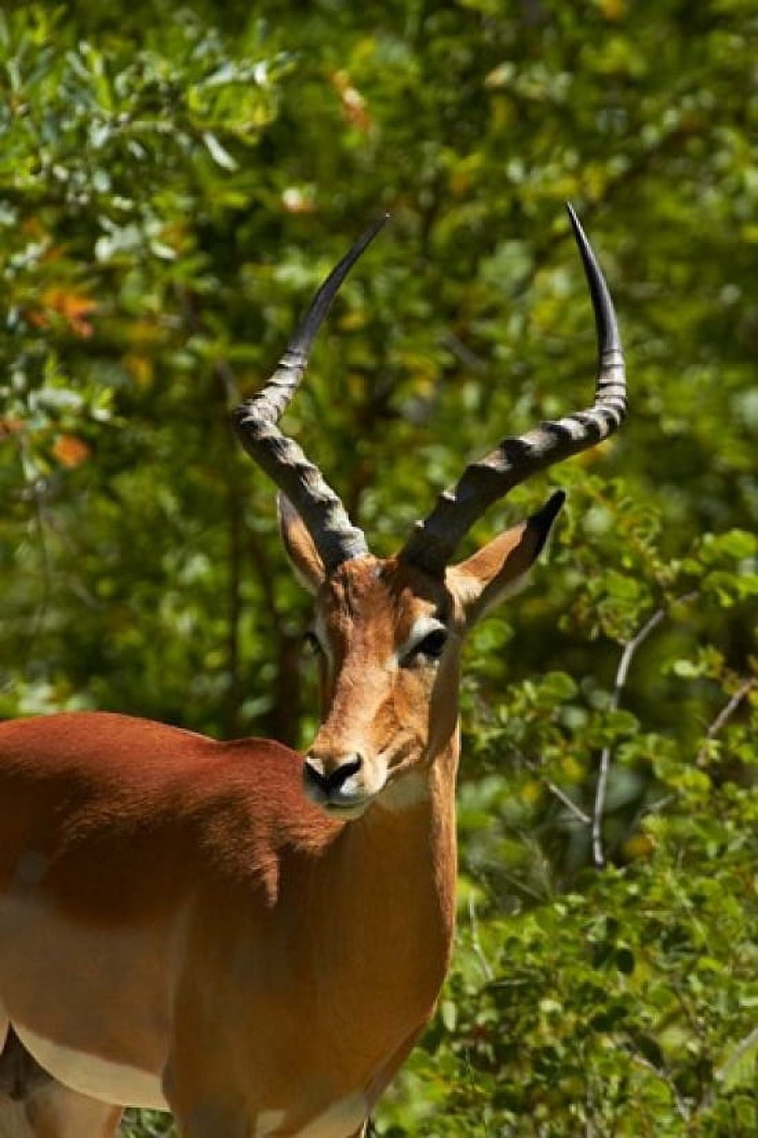 Male Impala Hwange National Park Zimbabwe Africa Canvas Art - David Wall DanitaDelimont (12 x 17)