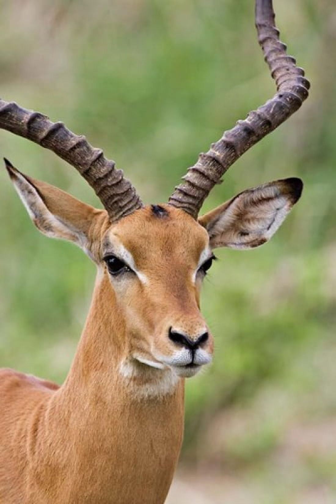Male Impala Tanzania Canvas Art - Charles Sleicher DanitaDelimont (25 x 36)