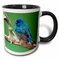thumbnail image 1 of 3drose, Male Indigo Bunting, Close-up, 15oz Two-tone Black Mug, 1 of 6