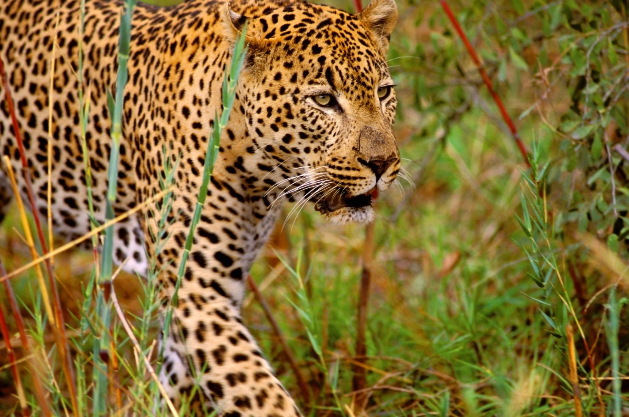 Male Leopard Canvas Art - John Pitcher Design Pics (17 x 11)