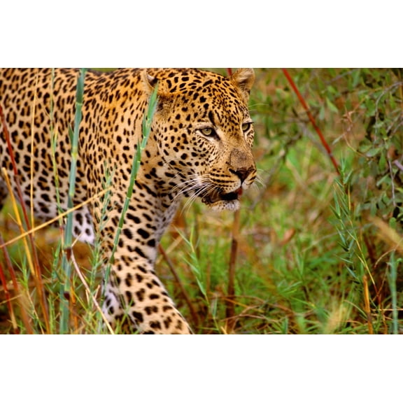 Male Leopard Canvas Art - John Pitcher Design Pics (17 x 11)