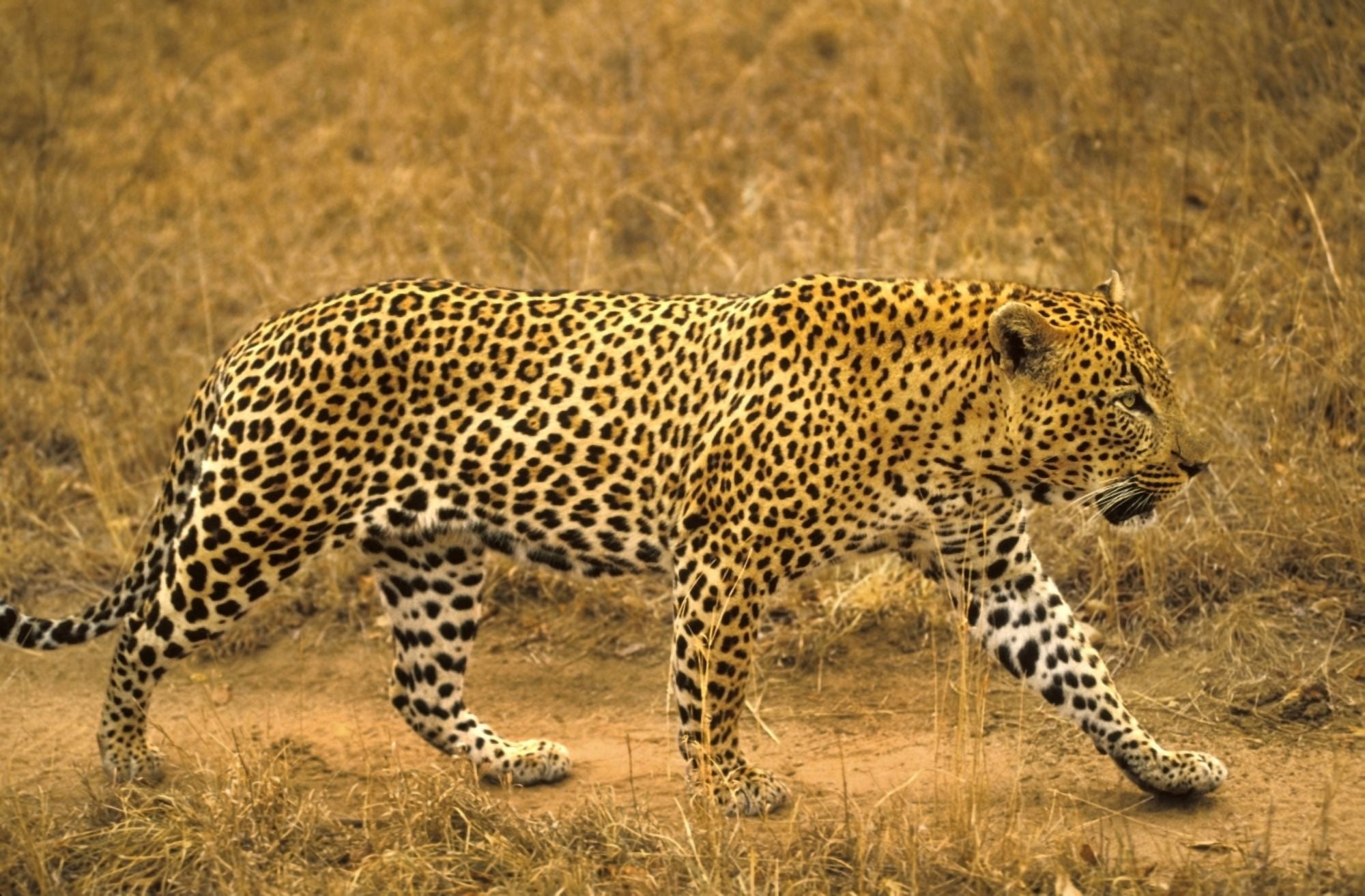Male Leopard Canvas Art - John Pitcher Design Pics (17 x 11)