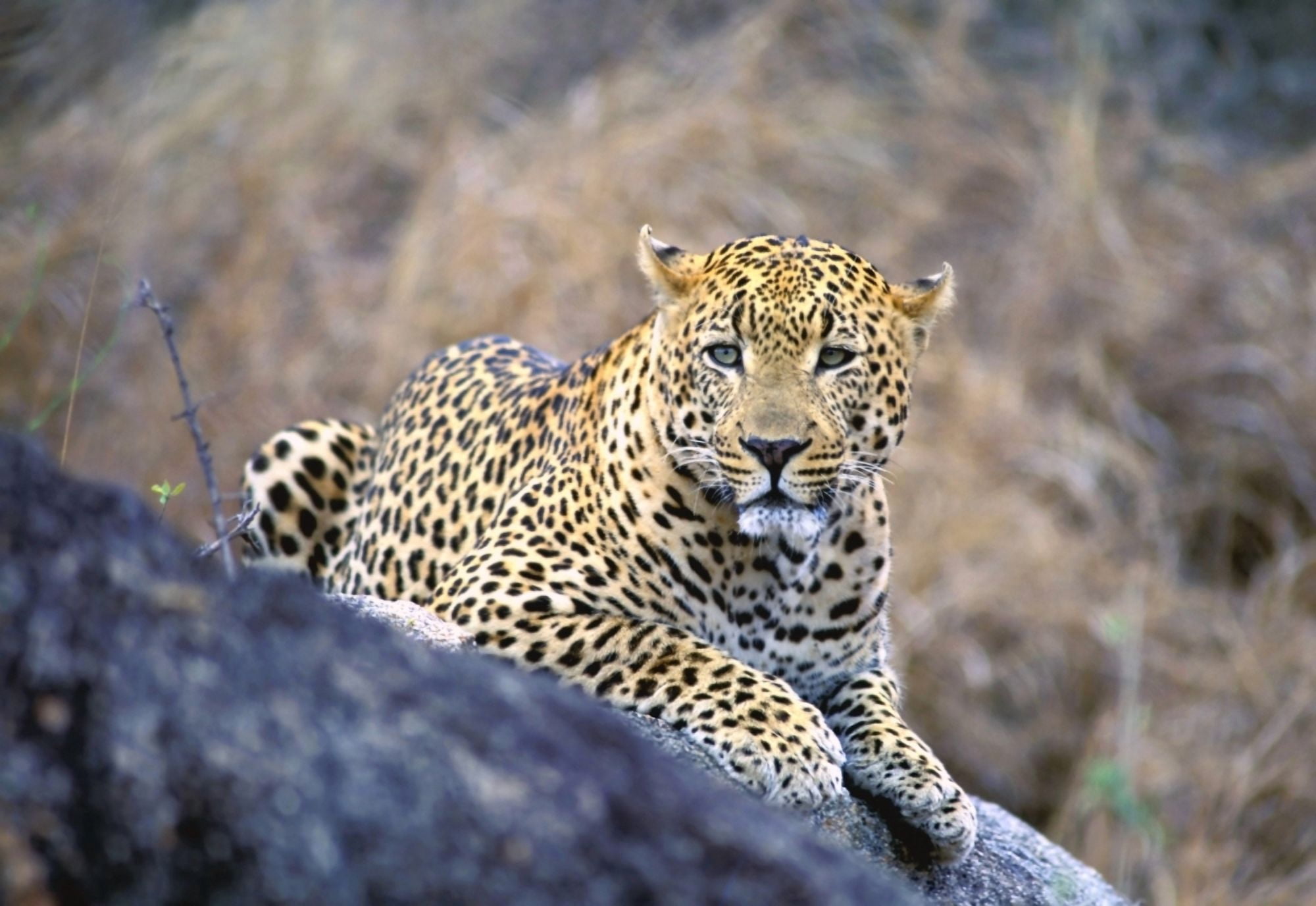Male Leopard Canvas Art - John Pitcher Design Pics (34 x 22)