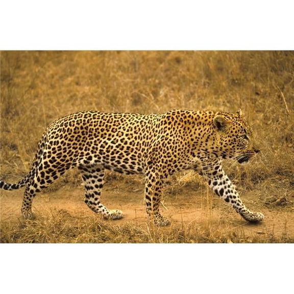 Male Leopard Poster Print by John Pitcher - 17 x 11