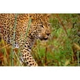 thumbnail image 1 of Male Leopard Poster Print by John Pitcher, 34 x 22 - Large, 1 of 1