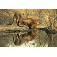 thumbnail image 1 of Tomax 100-148 Male Lion 1000 Piece Puzzle, 1 of 2