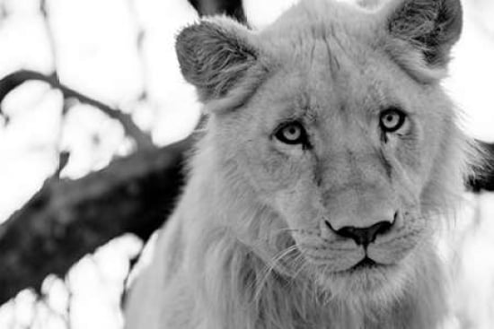 Male Lion Canvas Art - Beth Wold (24 x 36)