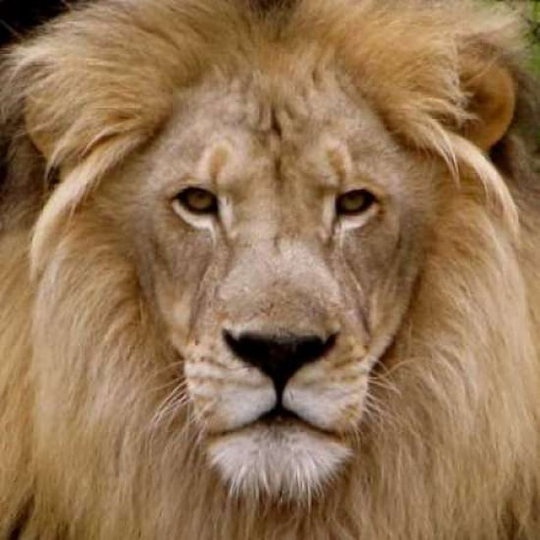 Male Lion Canvas Art - Dana Underdahl (24 x 24)