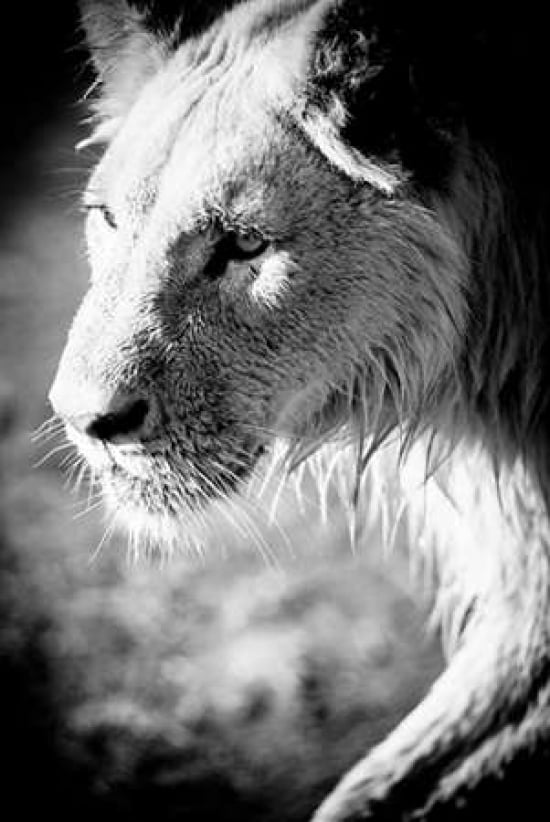 Male Lion II Canvas Art - Beth Wold (12 x 18)