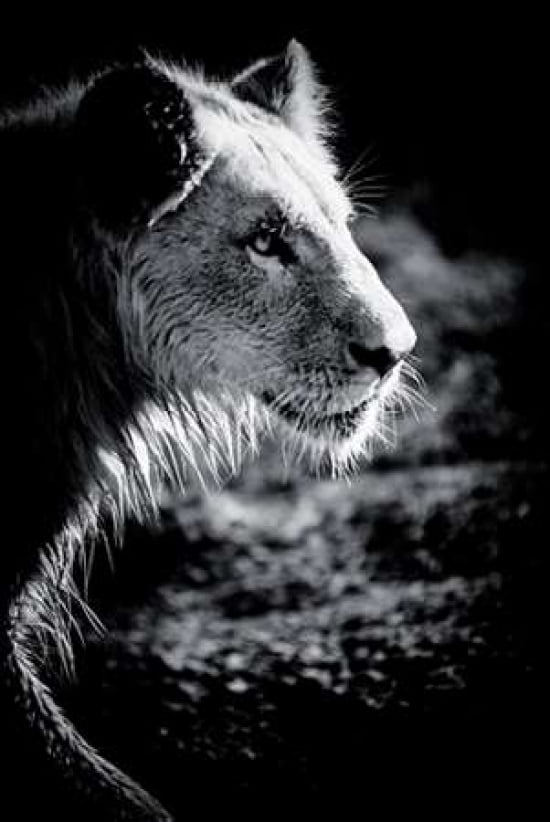 Male Lion III Canvas Art - Beth Wold (12 x 18)