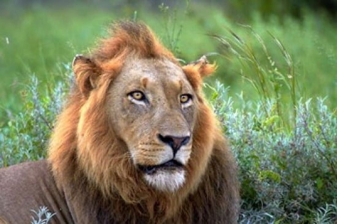 Male Lion Kruger National Park South Africa Canvas Art - David Wall DanitaDelimont (24 x 15)