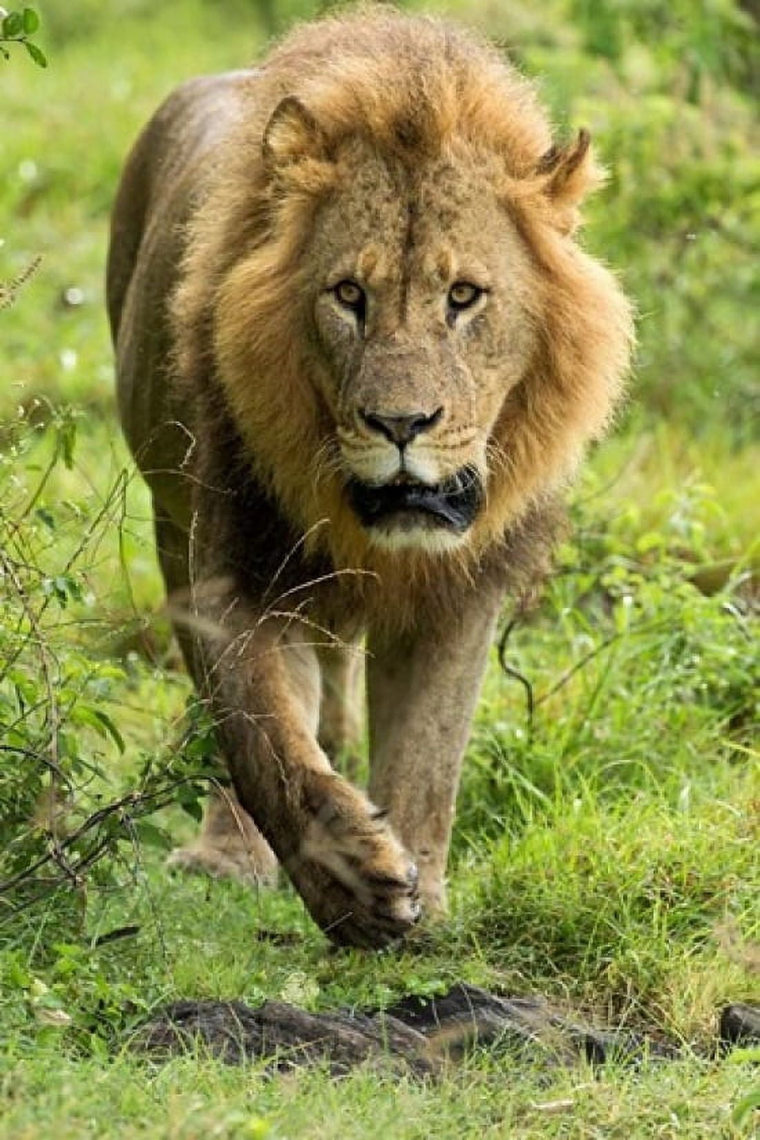 Male Lion Lake Nakuru National Park Kenya Canvas Art - Adam Jones DanitaDelimont (11 x 17)
