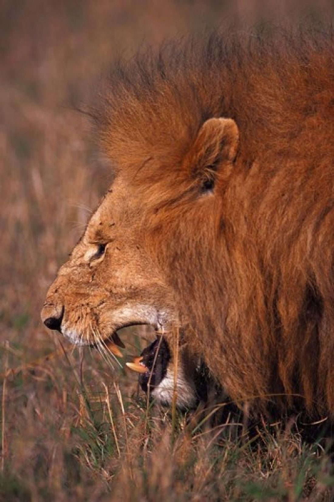 Male Lion Masai Mara Kenya Canvas Art - Dee Ann Pederson DanitaDelimont (11 x 17)