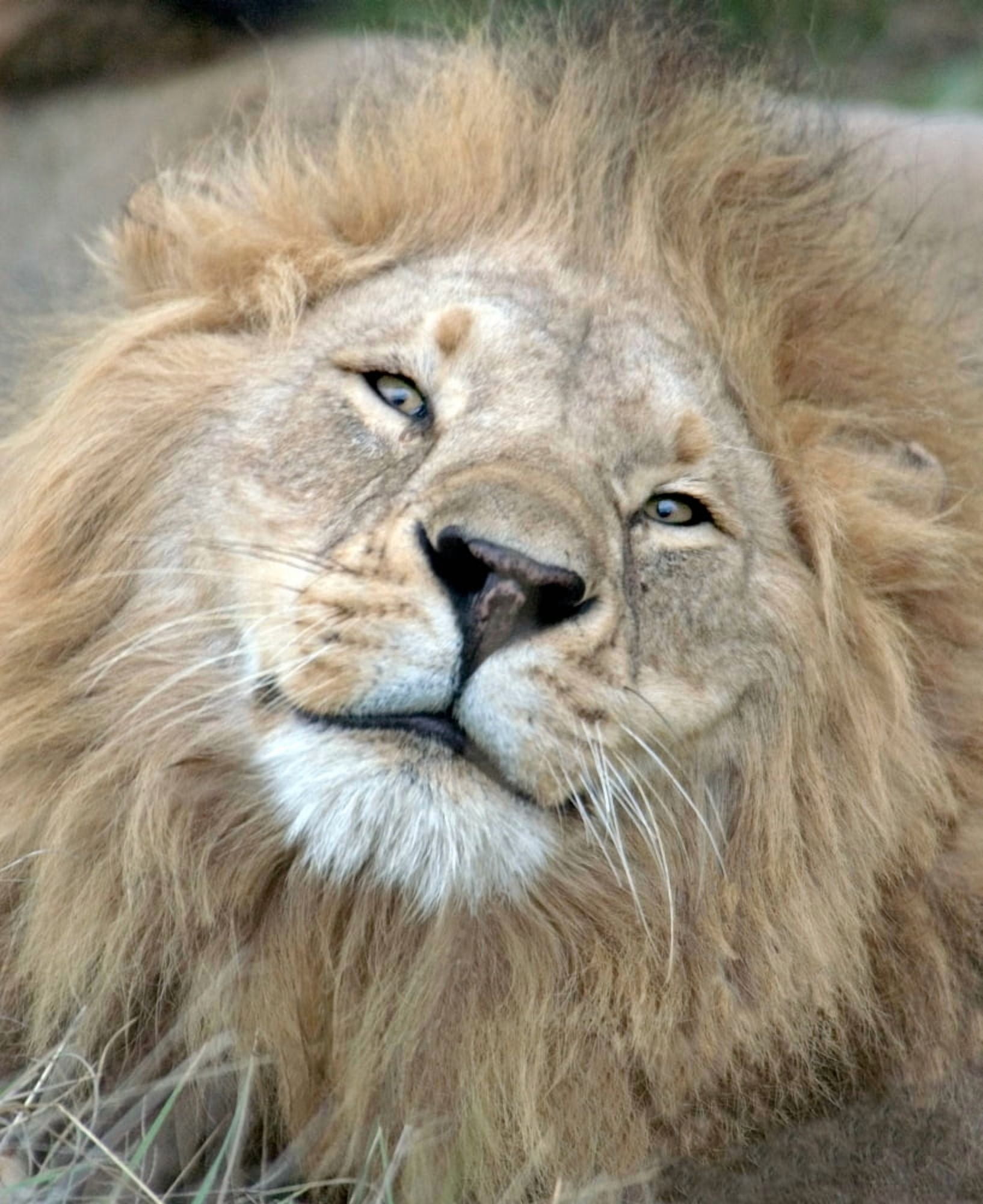 Male Lion (Panthera leo) Masai Mara National Reserve Kenya Canvas Art - Panoramic Images (32 x 36)