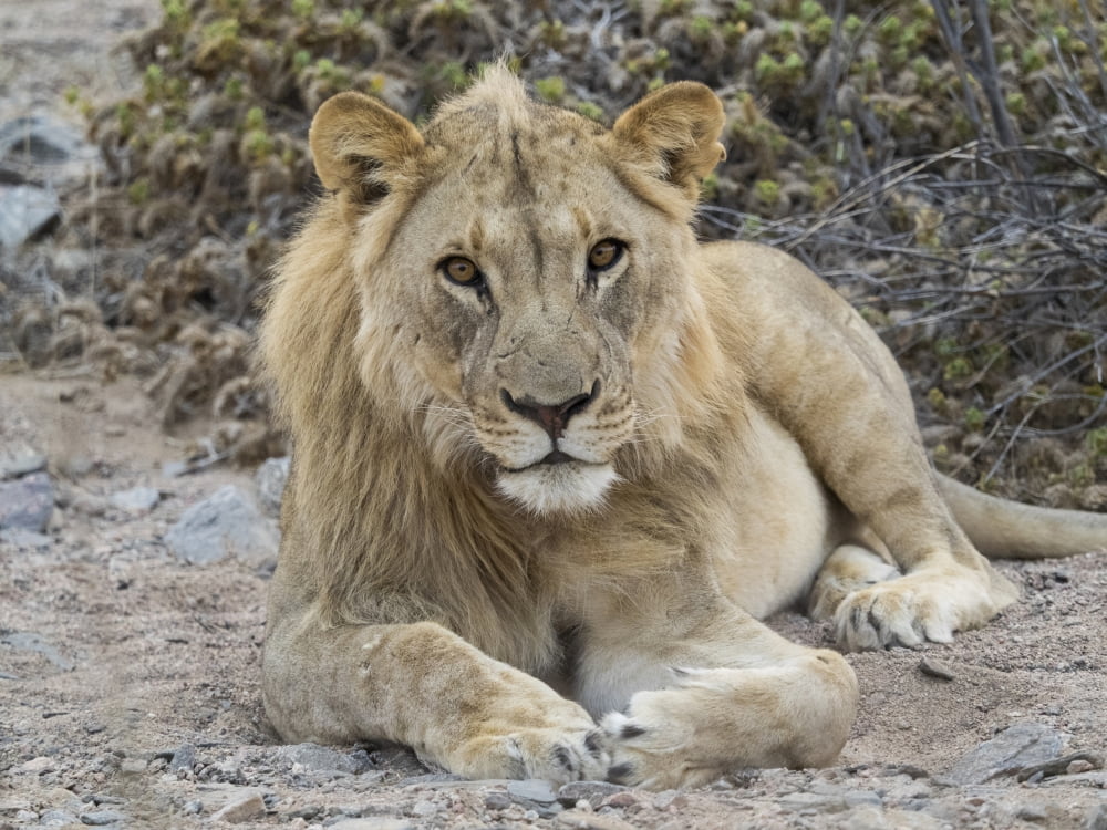 Male Lion (Panthera leo) resting in a desert Skeleton Coast National Park Kunene Namibia Canvas Art - Panoramic Images (12 x 16)