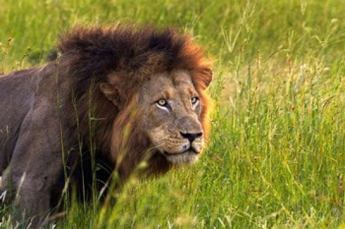 Male Lion South Africa Canvas Art - David Wall DanitaDelimont (24 x 15)